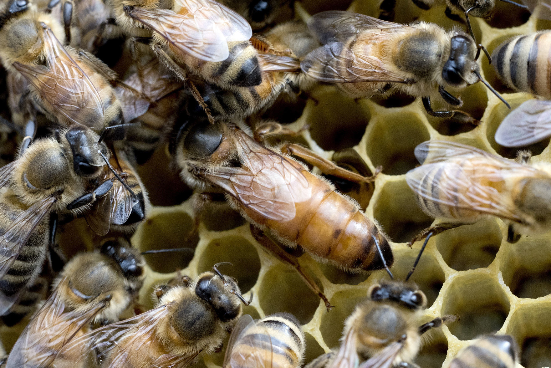 Wild Hill Honey new bees